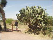 Corona Rally Mexico 2007 - kaktus