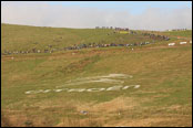 Wales Rally Great Britain 2011: Sweet Lamb