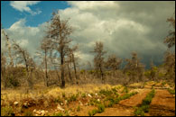 EKO Acropolis Rally 2021